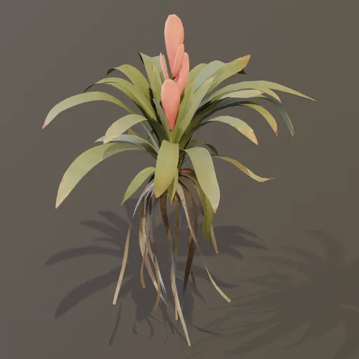 Bromeliad Tropical Flower Small