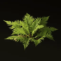 Fern Plant