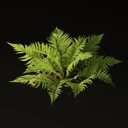 Fern Plant