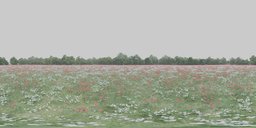 16K HDR panorama of red poppies with white blooms, path to forest, clear blue sky.