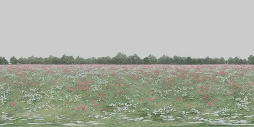16K HDR panorama of red poppies with white blooms, path to forest, clear blue sky.