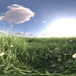 Morning light grass 16k