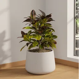 Croton Plant in Concrete Pot