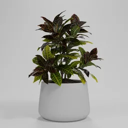 Croton Plant in Concrete Pot
