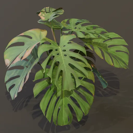 Monestera Plant Med