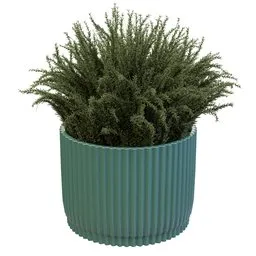 Rosemary Bush