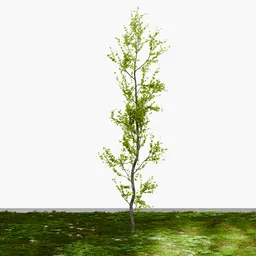 Tall tree