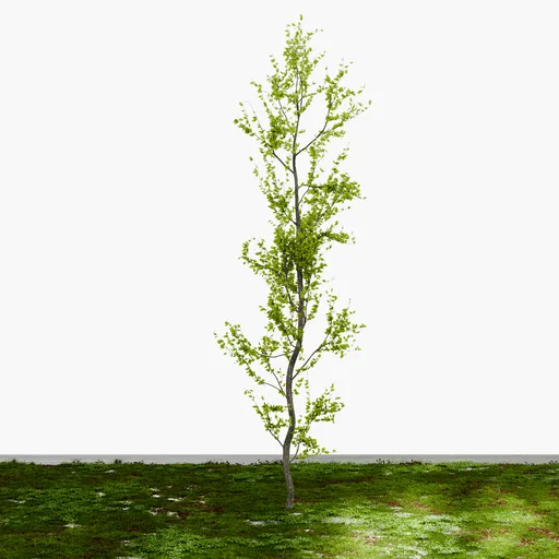 Tall tree