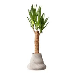 Yucca Elephantipes Gigantea Vase