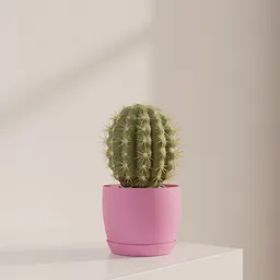 Round cactus pot