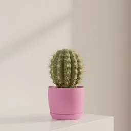 Round cactus pot