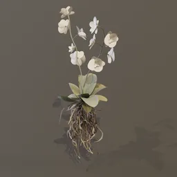 Orchid Tropical Flower Large