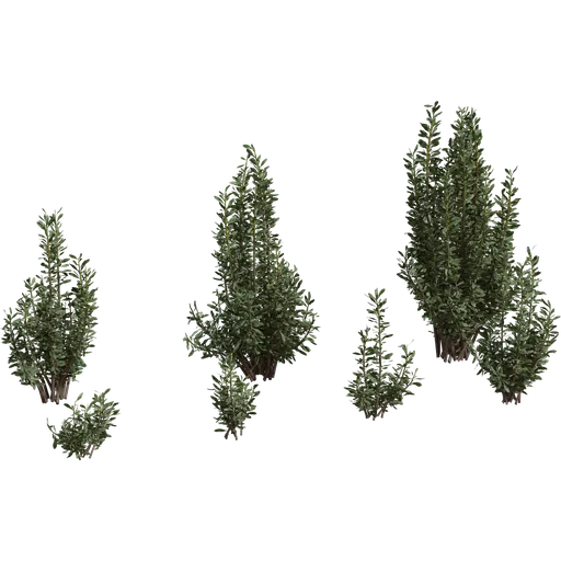 Othonna Cerarioides