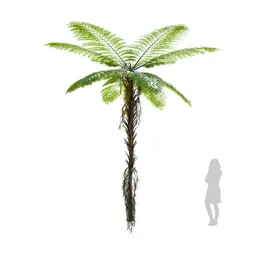 Palm Alsophila Spinulosa Fern