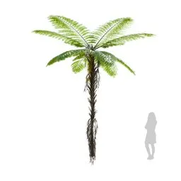 Palm Alsophila Spinulosa Fern