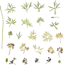 Ranunculus tanguticus Leaf