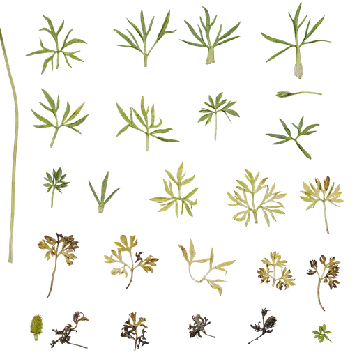 Ranunculus tanguticus Leaf