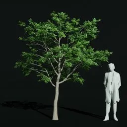 Gumbo Limbo Young