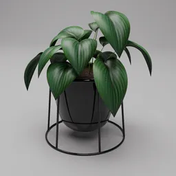 Hosta Pot