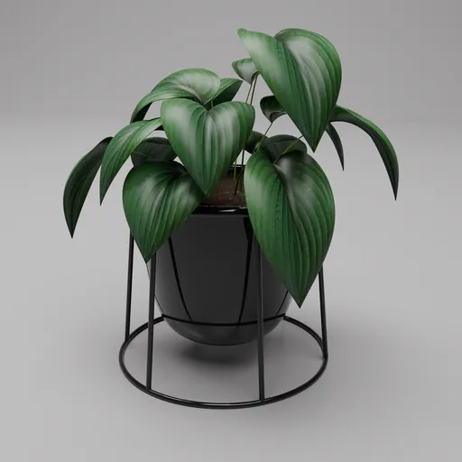 Hosta Pot