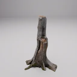 Tree Stump