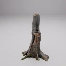 Tree Stump