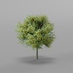 Salix Fragilis - Spherical Willow