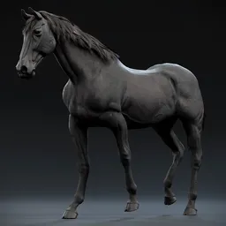 Realistic Rigged Black Horse