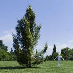 Pine tree - Pinus Flexilis Animated