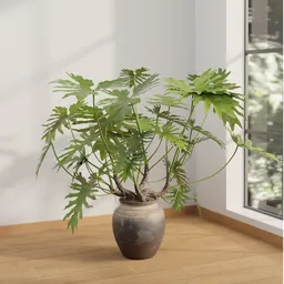 Lacy Tree Philodendron