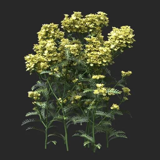 Golden Yellow Clustered Flowering Plant