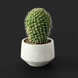 Potted Cactus