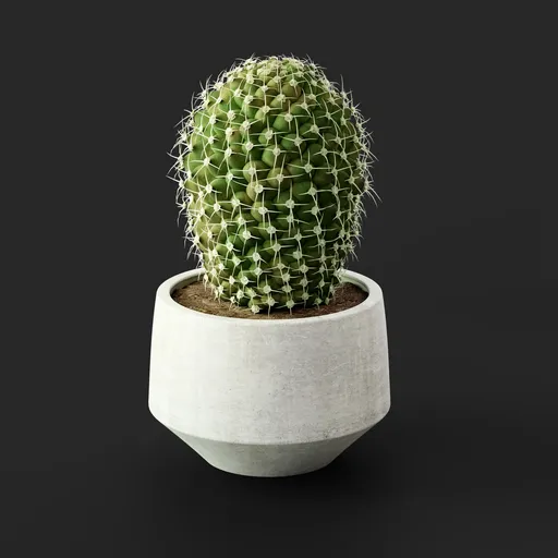 Potted Cactus