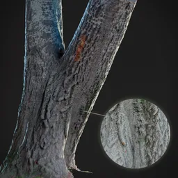 Detailed 3D poplar tree trunk model with high-resolution textures for realistic rendering in Blender.