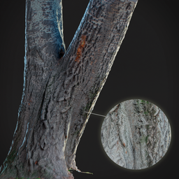 "Old Poplar Tree Trunk 3D Model for Blender 3D - Optimized Geometry and 4k Textures Included". This alt text includes relevant keywords such as "Poplar Tree Trunk", "3D Model" and "Blender 3D", while also highlighting the model's optimized geometry and high-quality 4k textures.