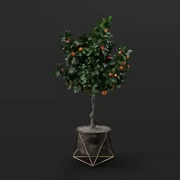 Orange Tree