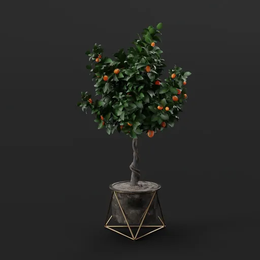 Orange Tree