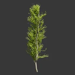 Tall Slender Tree