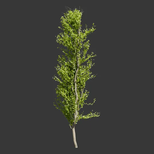 Tall Slender Tree