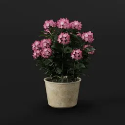 BlenderKit | Download the Pink Hydrangea model