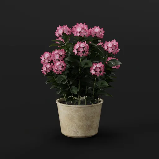Pink Hydrangea