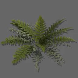 Fern