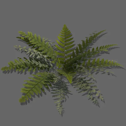 Fern