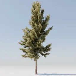 Tree DOUGLAS FIR