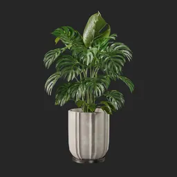 monstera plant