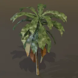 Dracaena Corn Plant Med