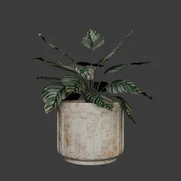 Calathea Ornata Plant