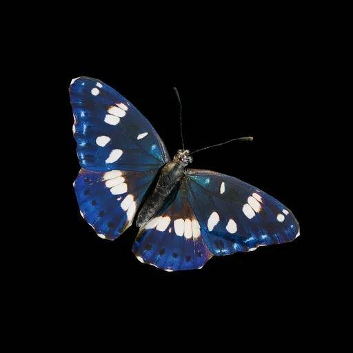 Real Butterfly