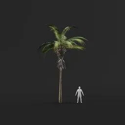Palm Tree (Spring) - Short Thin Straight