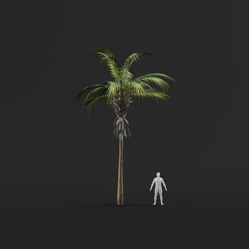 Palm Tree (Spring) - Short Thin Straight